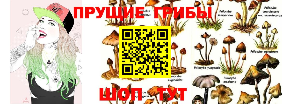 Галлюциногенные грибы Psilocybine cubensis  Галлюциногенные грибы MAGIC MUSHROOMS  Сертолово  Вход с VPN 
